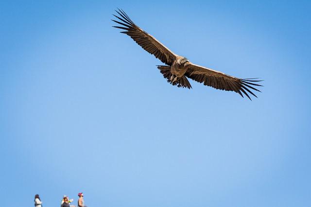 19 Colca Canyon, condor.jpg